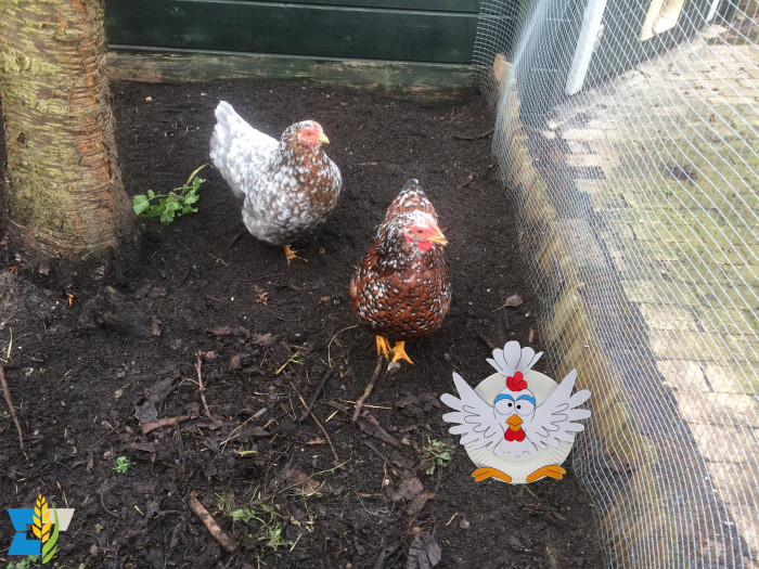 Sinds kort hebben wij drie nieuwe kippen. Ze heten (v.l.n.r.) Lourdes, Fatima en Medjugorje.